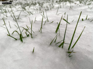 Fotografieren und Filmen bei Schnee im Wald mit dem Smartphone