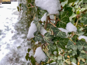 Fotografieren und Filmen bei Schnee im Wald mit dem Smartphone