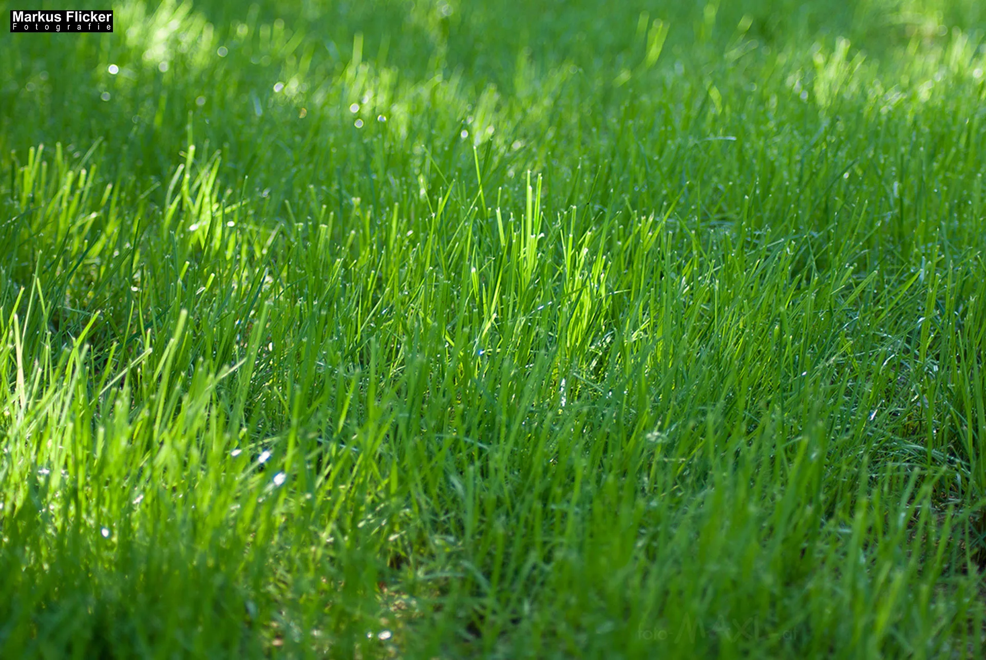 Flora Fauna Landscape Street Travel Photography Portfolio