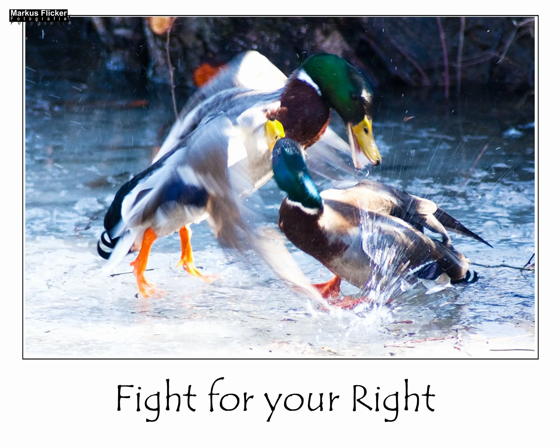 Flora Fauna Landscape Street Travel Photography Portfolio