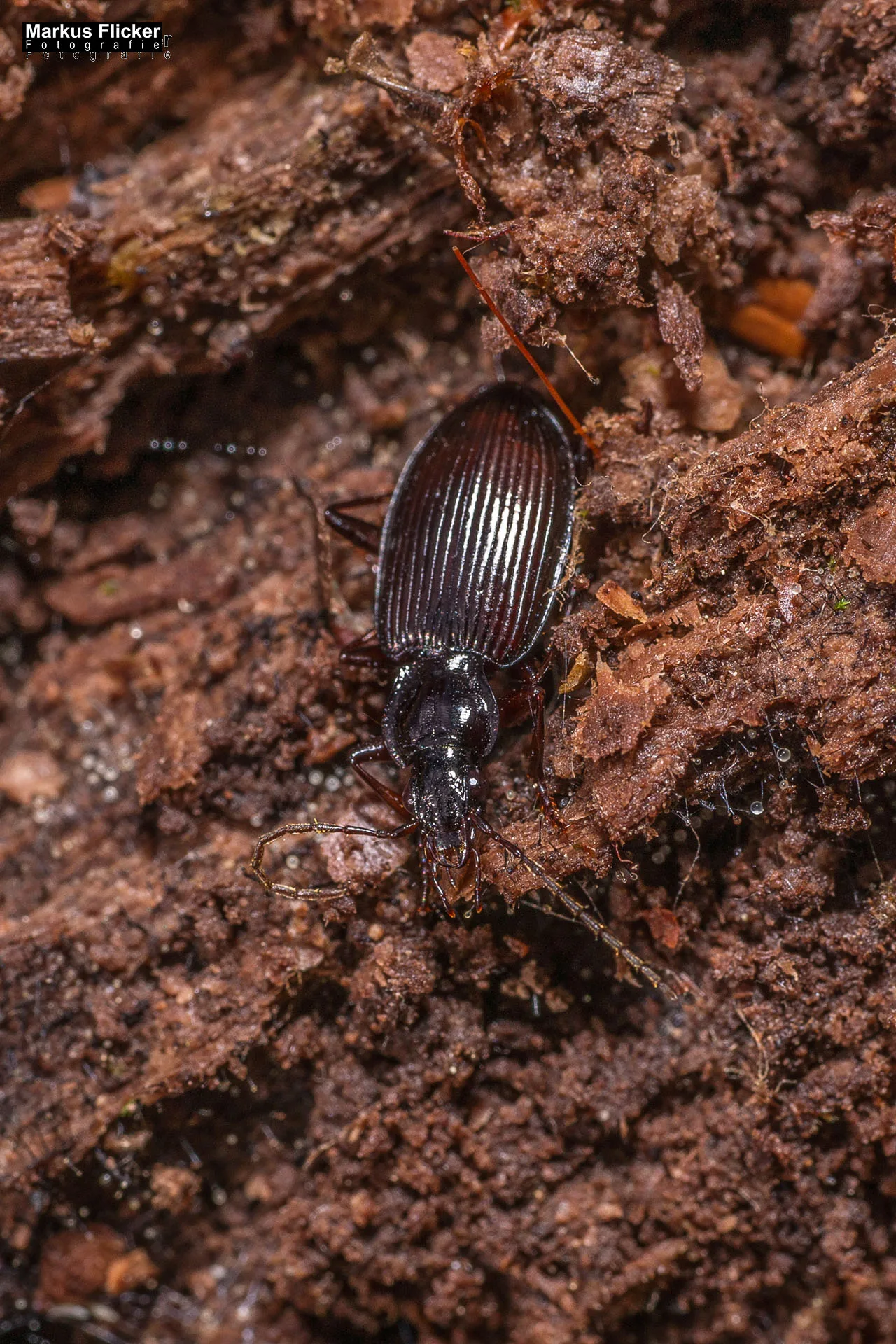 Flora Fauna Landscape Street Travel Photography Portfolio
