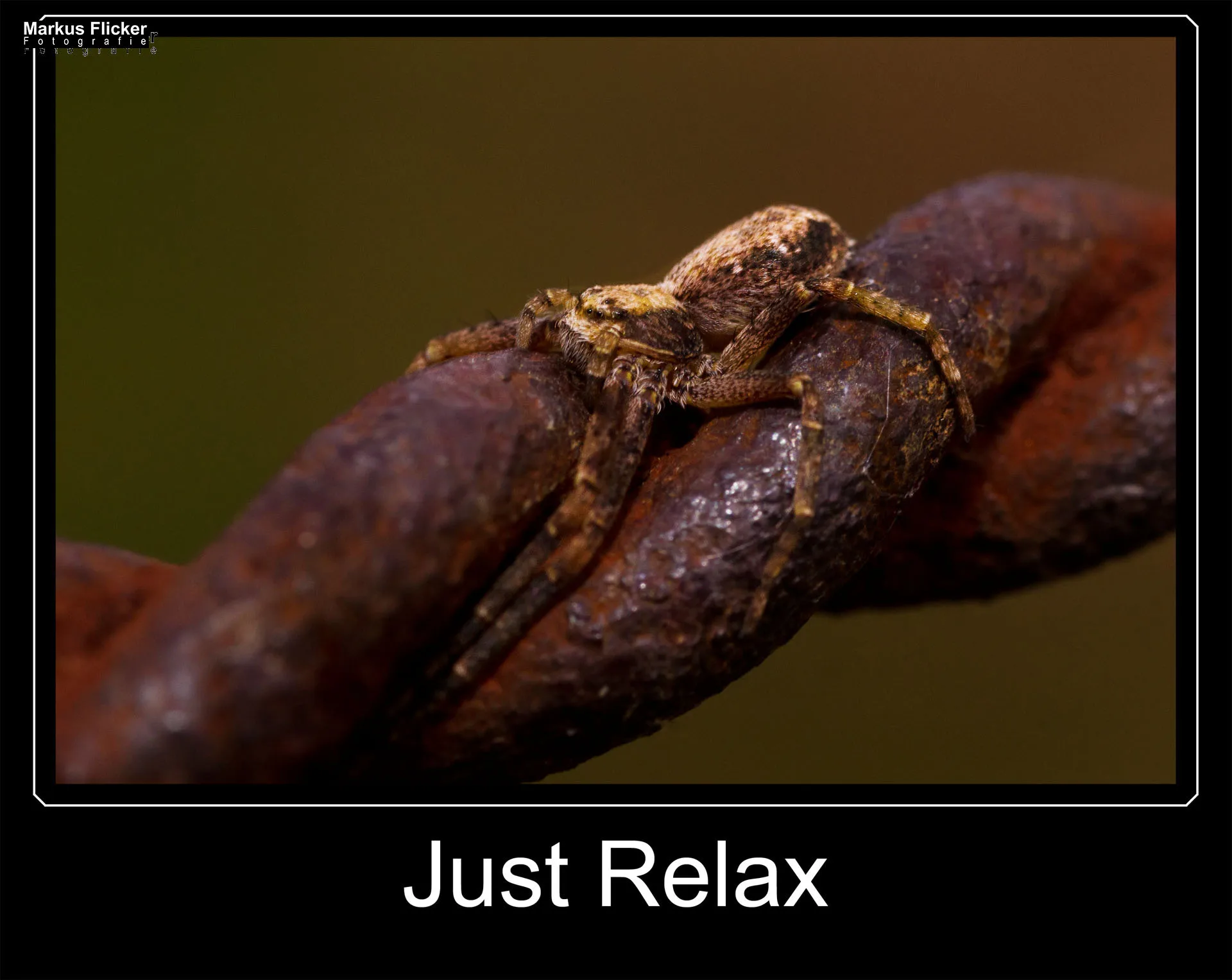 Flora Fauna Landscape Street Travel Photography Portfolio