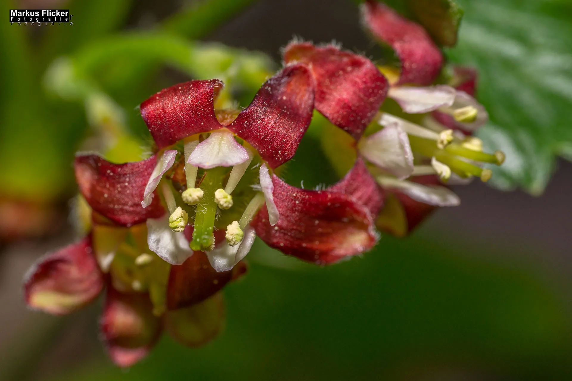 Flora Fauna Landscape Street Travel Photography Portfolio