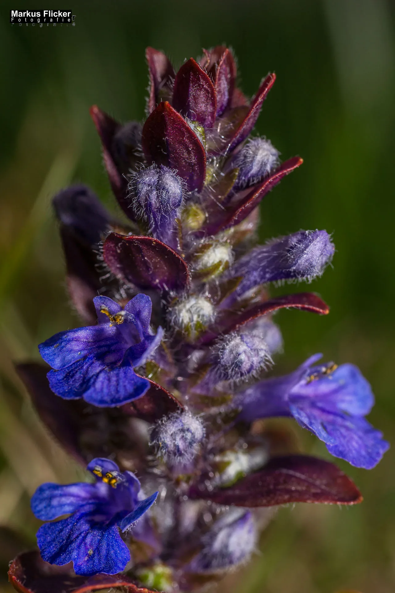 Flora Fauna Landscape Street Travel Photography Portfolio Styria Austria Fotografie in Graz
