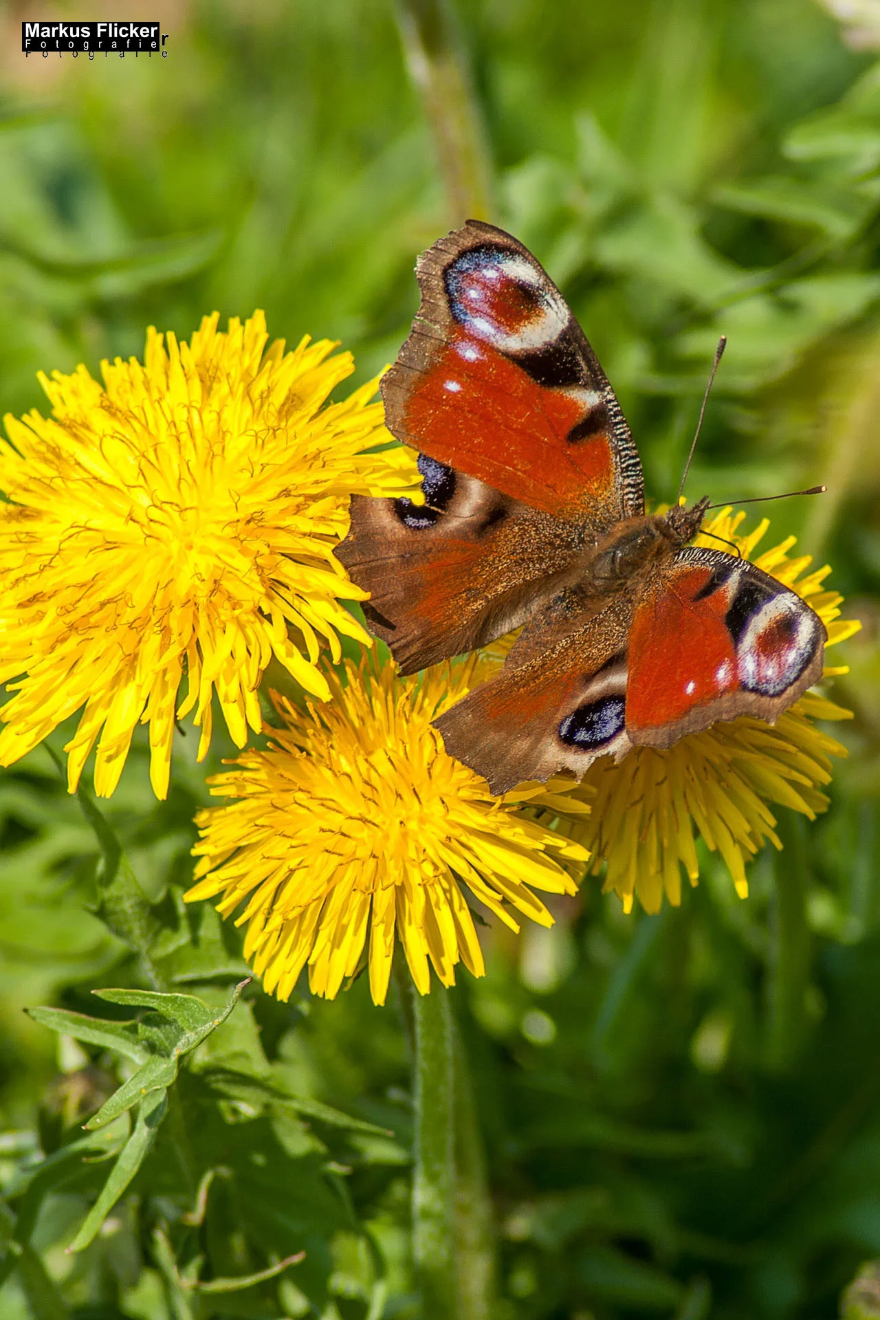 Flora Fauna Landscape Street Travel Photography Portfolio Styria Austria Fotografie in Graz