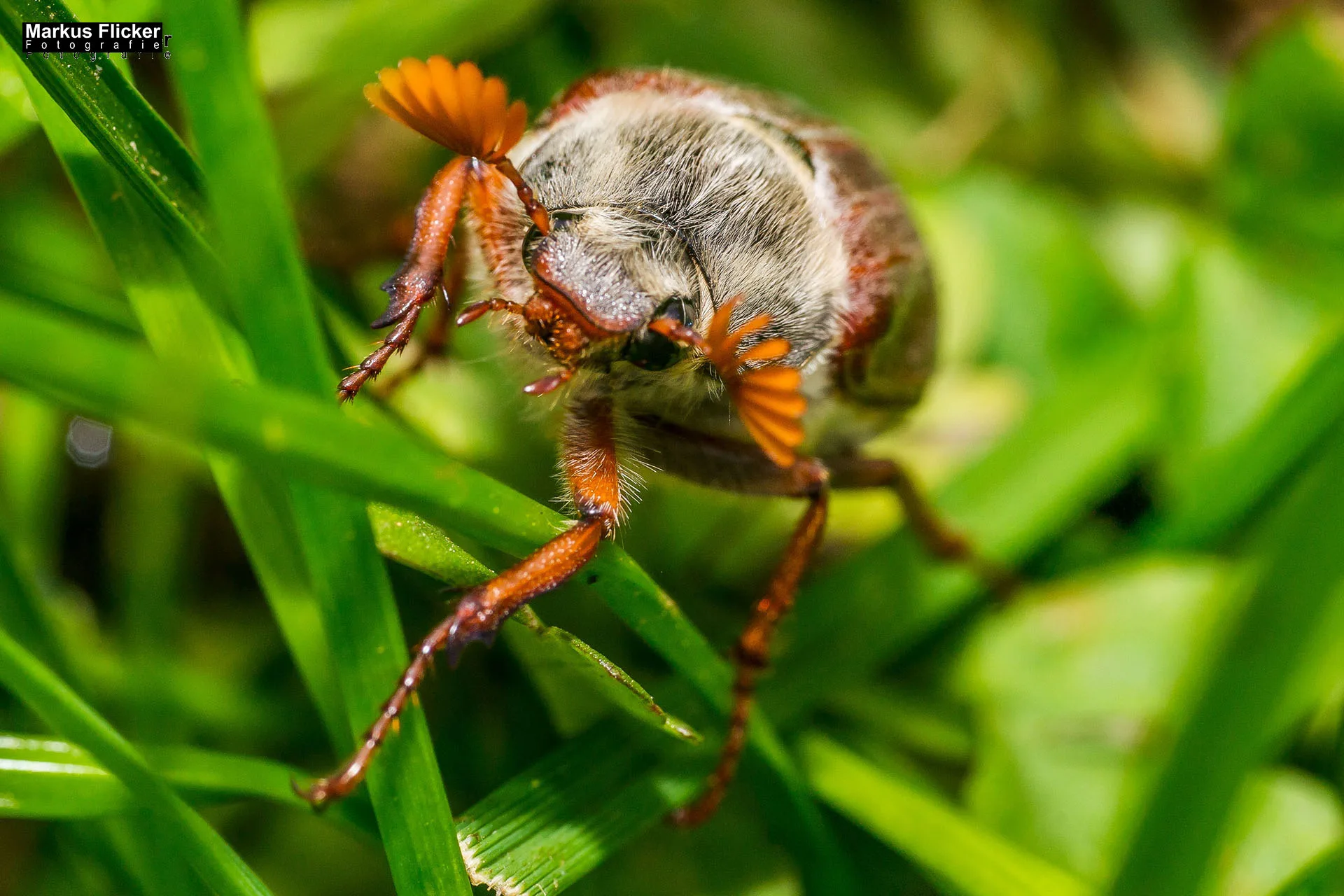 Flora Fauna Landscape Street Travel Photography Portfolio