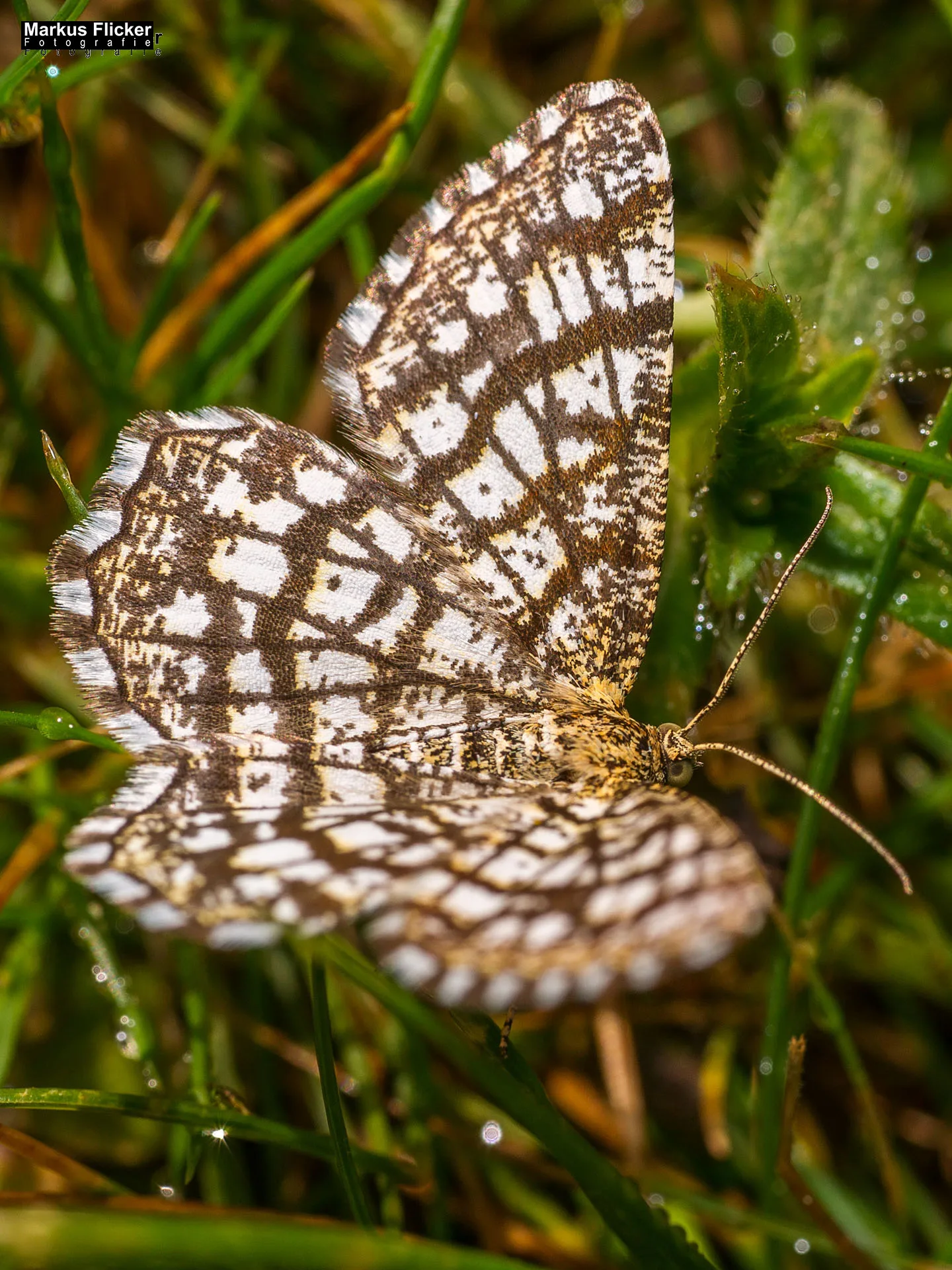 Flora Fauna Landscape Street Travel Photography Portfolio Styria Austria Fotografie in Graz