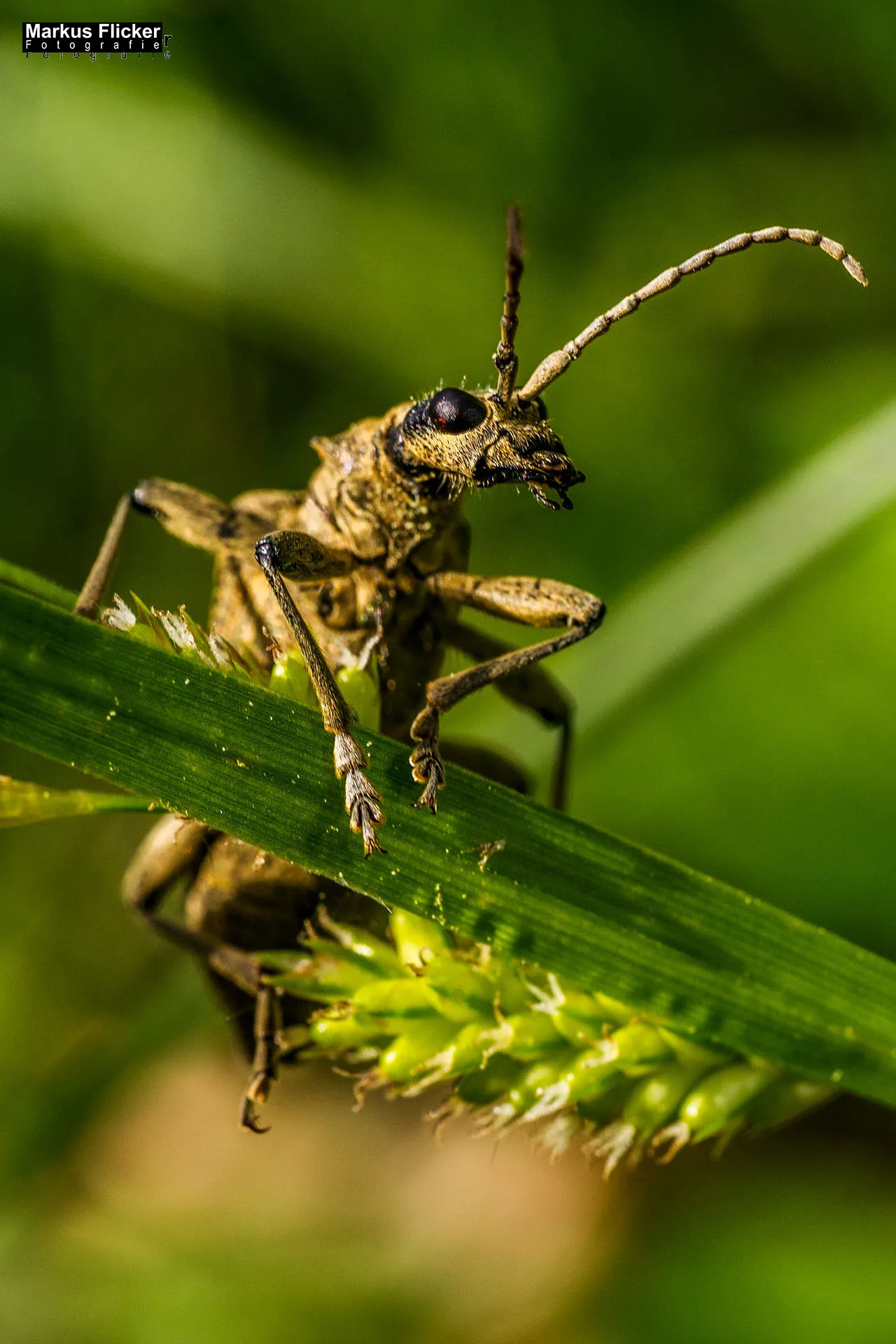 Flora Fauna Landscape Street Travel Photography Portfolio