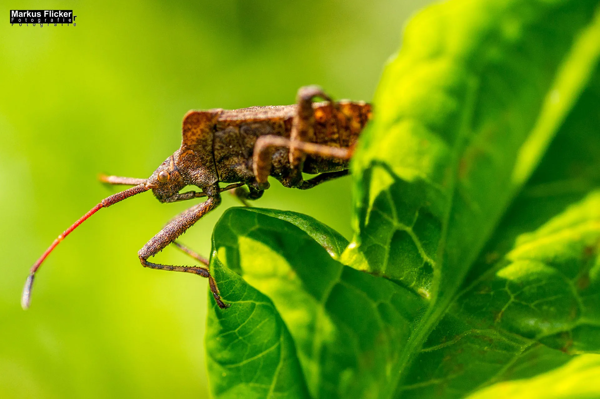 Flora Fauna Landscape Street Travel Photography Portfolio