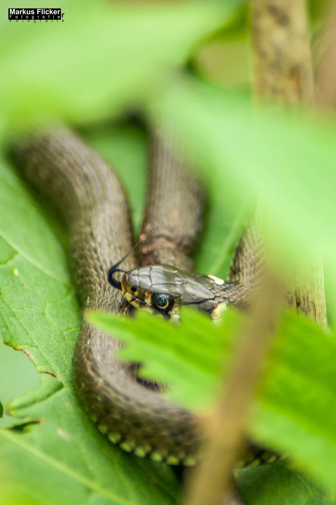 Flora Fauna Landscape Street Travel Photography Portfolio Styria Austria Fotografie in Graz