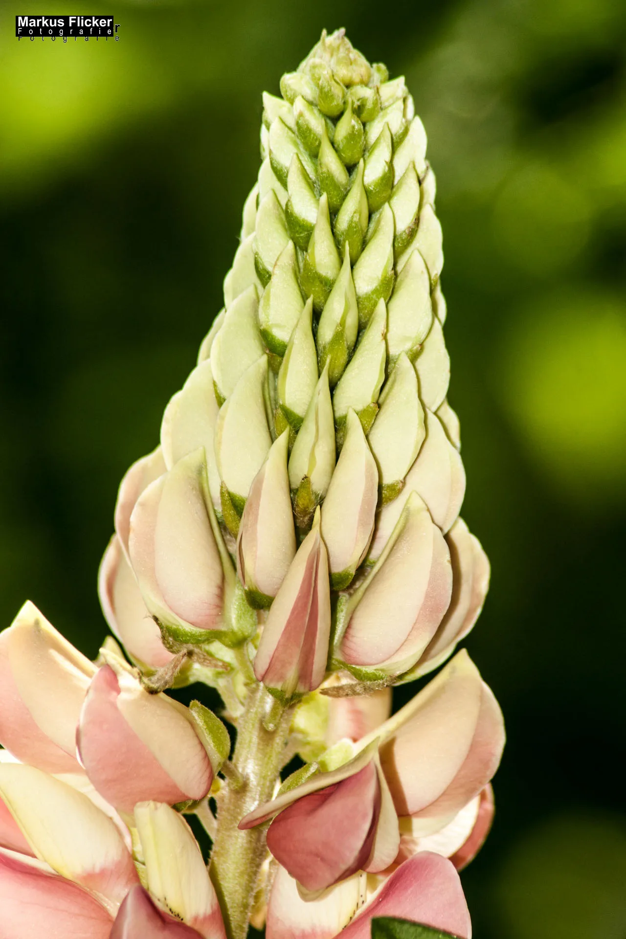 Flora Fauna Landscape Street Travel Photography Portfolio