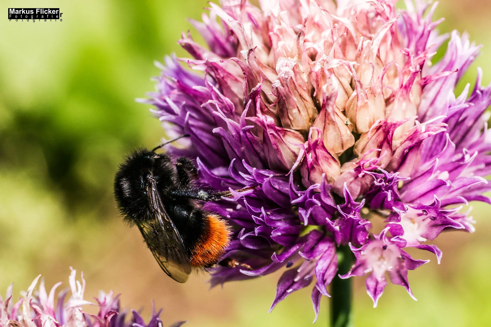 Flora Fauna Landscape Street Travel Photography Portfolio
