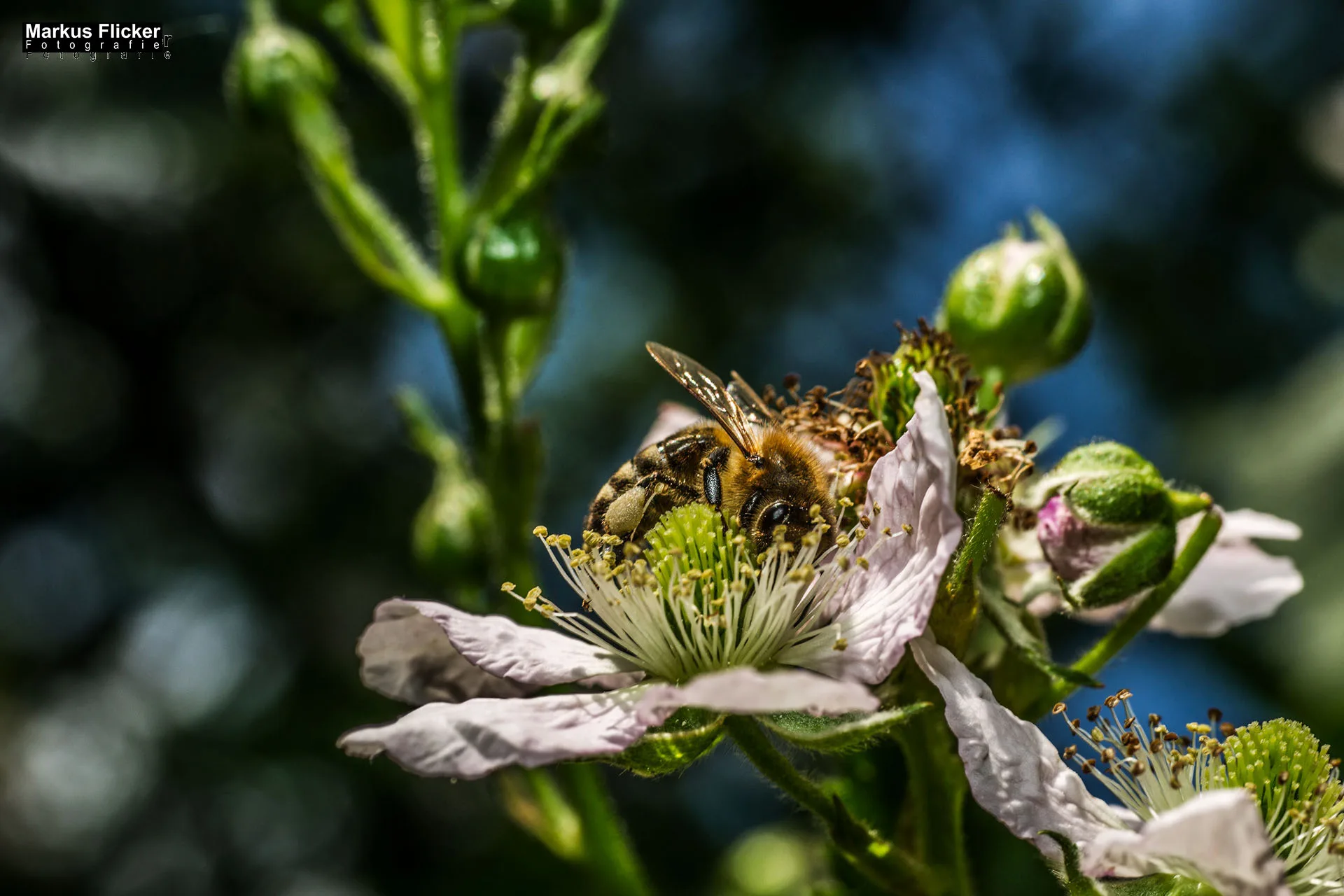 Flora Fauna Landscape Street Travel Photography Portfolio
