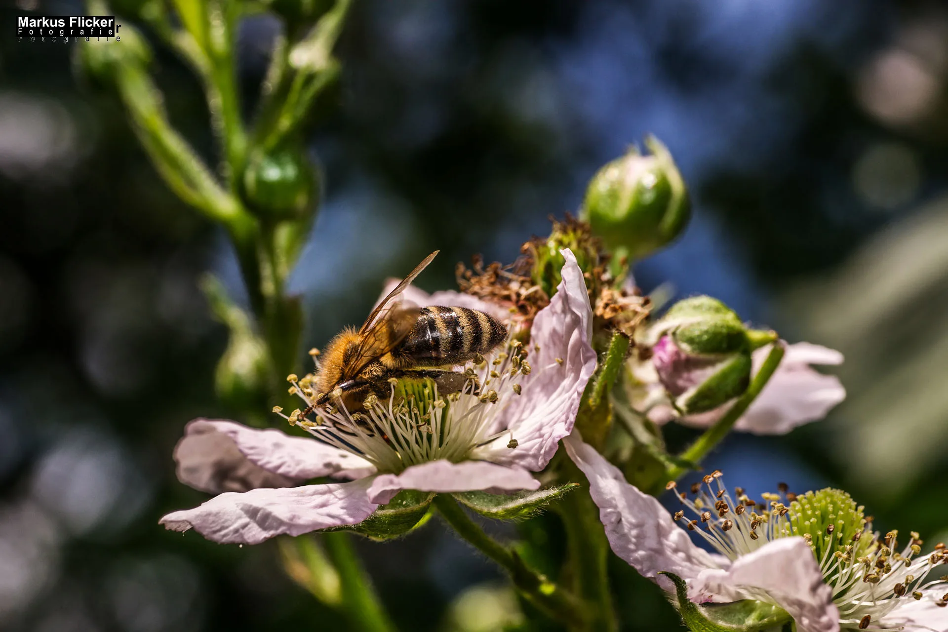 Flora Fauna Landscape Street Travel Photography Portfolio Styria Austria Fotografie in Graz