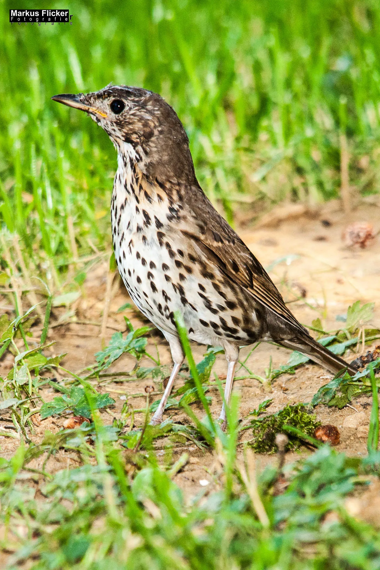 Flora Fauna Landscape Street Travel Photography Portfolio