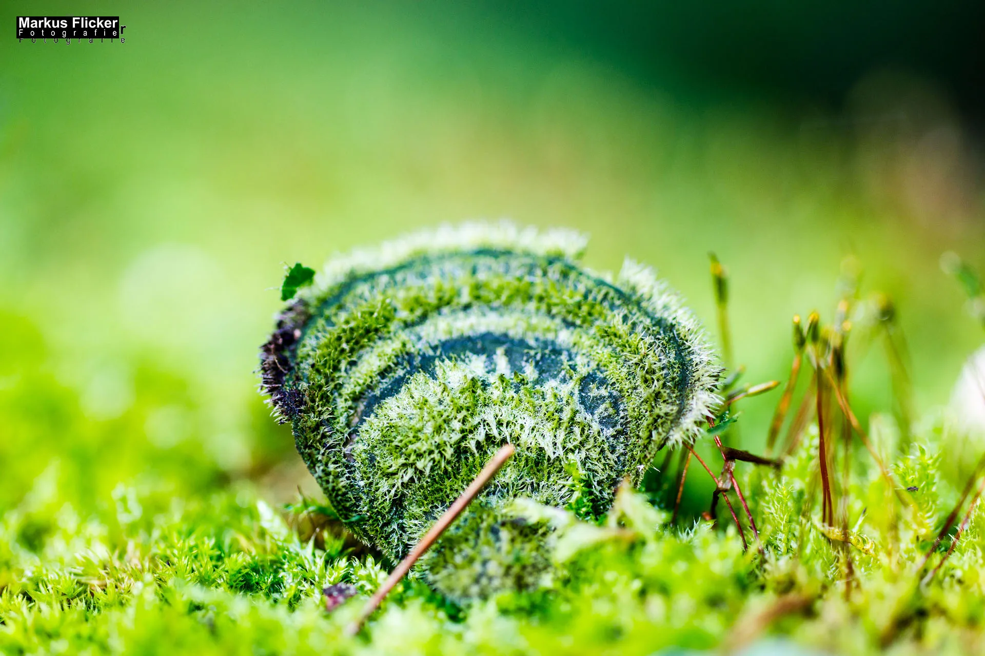 Flora Fauna Landscape Street Travel Photography Portfolio