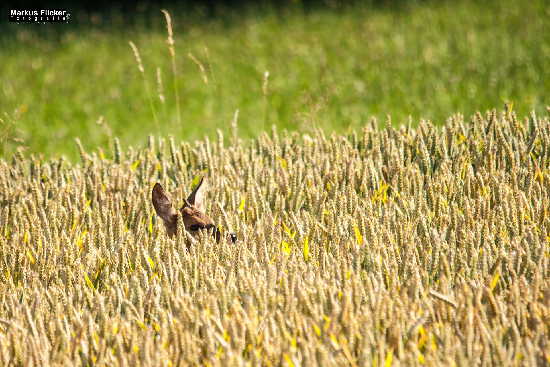 Flora Fauna Landscape Street Travel Photography Portfolio