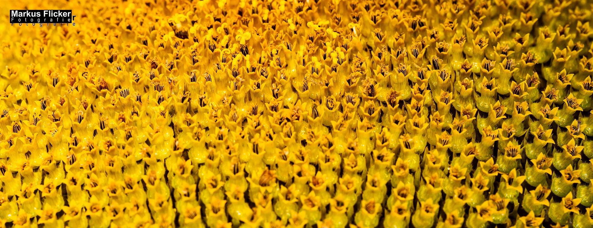 Flora Fauna Landscape Street Travel Photography Portfolio Styria Austria Fotografie in Graz