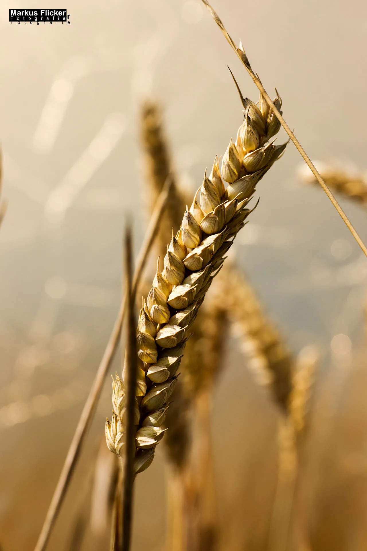 Flora Fauna Landscape Street Travel Photography Portfolio Styria Austria Fotografie in Graz