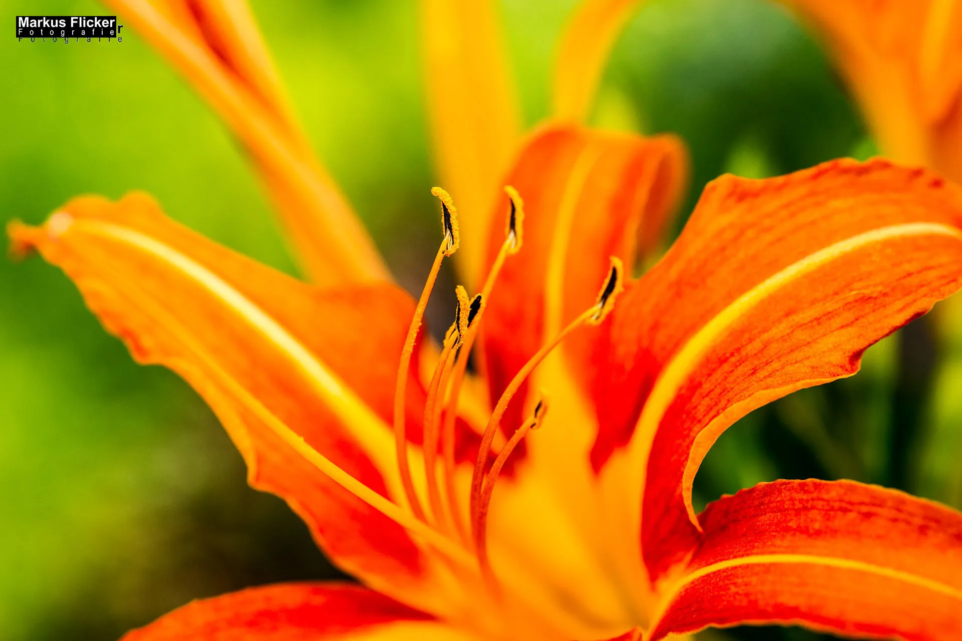 Flora Fauna Landscape Street Travel Photography Portfolio