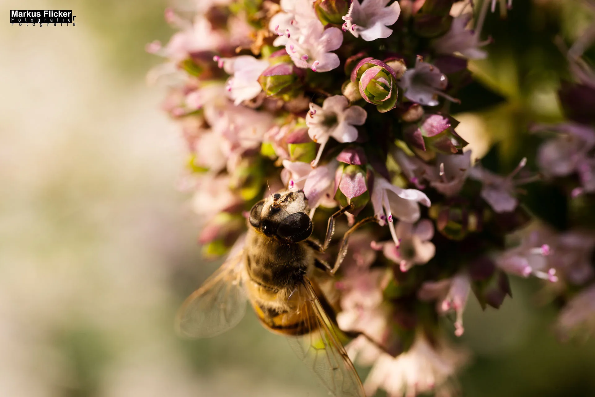Flora Fauna Landscape Street Travel Photography Portfolio