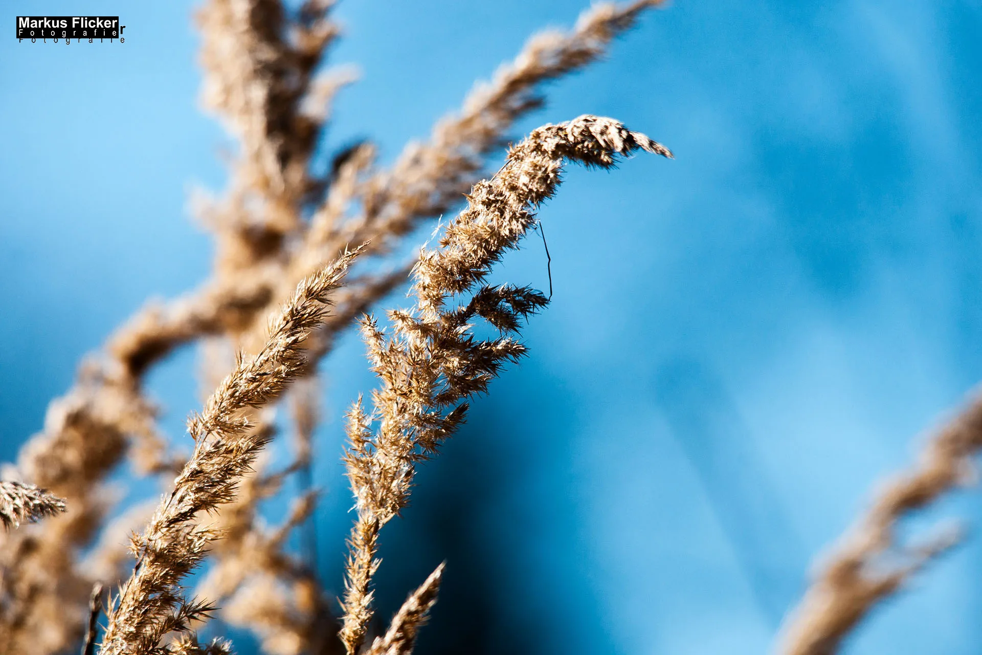 Flora Fauna Landscape Street Travel Photography Portfolio