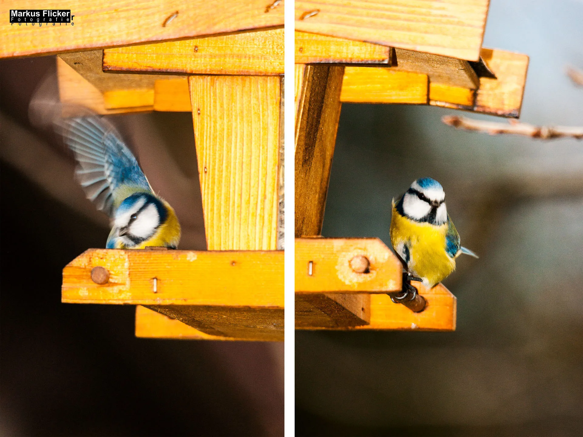 Flora Fauna Landscape Street Travel Photography Portfolio