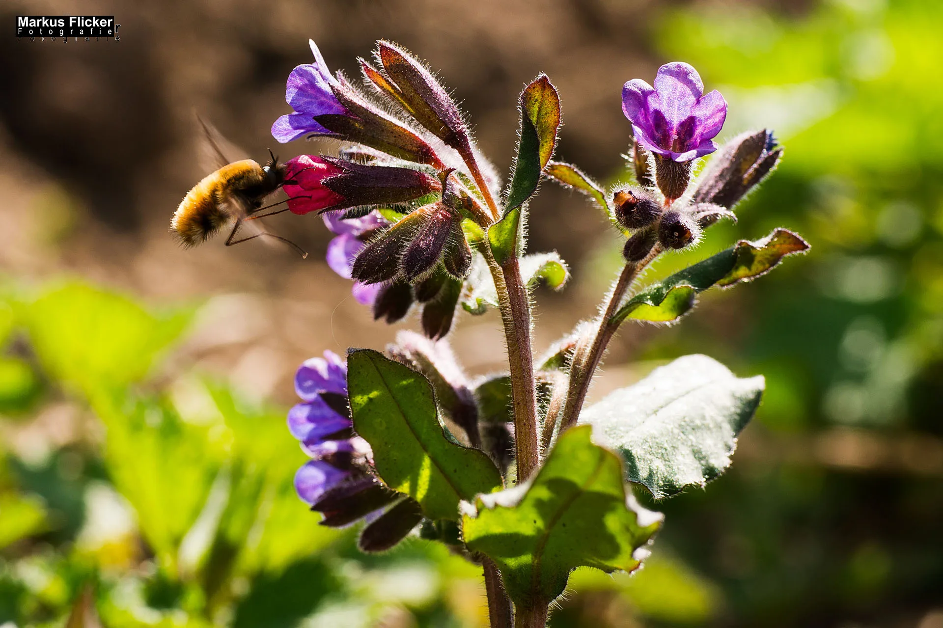 Flora Fauna Landscape Street Travel Photography Portfolio