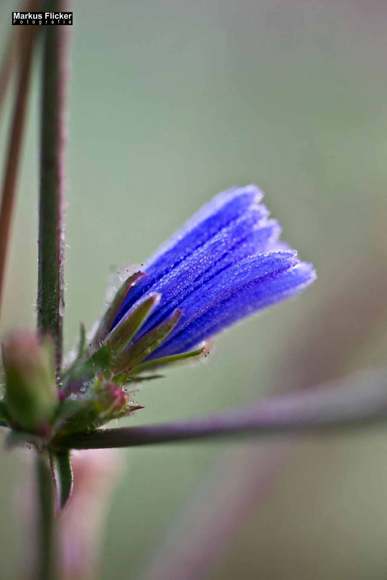 Flora Fauna Landscape Street Travel Photography Portfolio