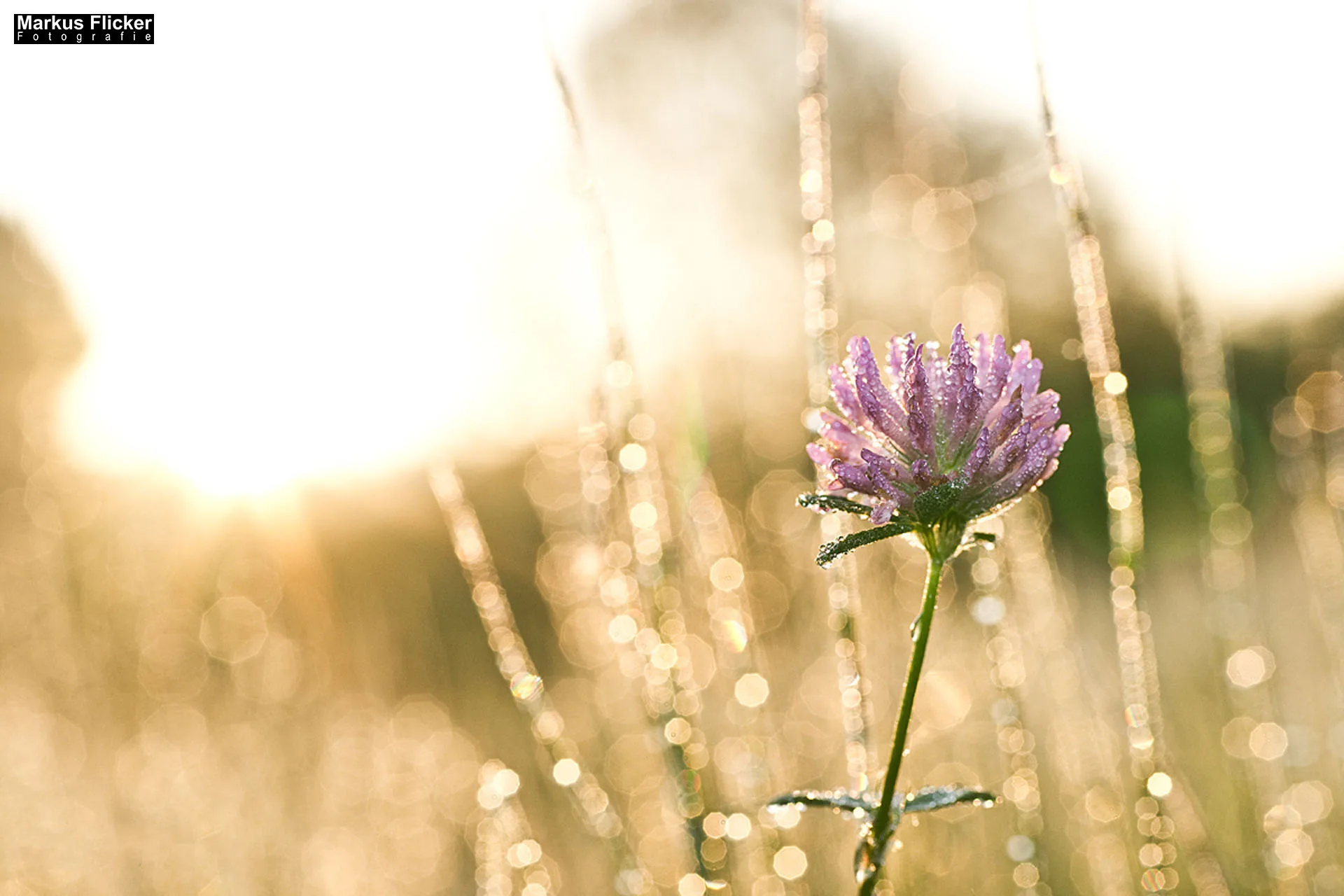 Flora Fauna Landscape Street Travel Photography Portfolio