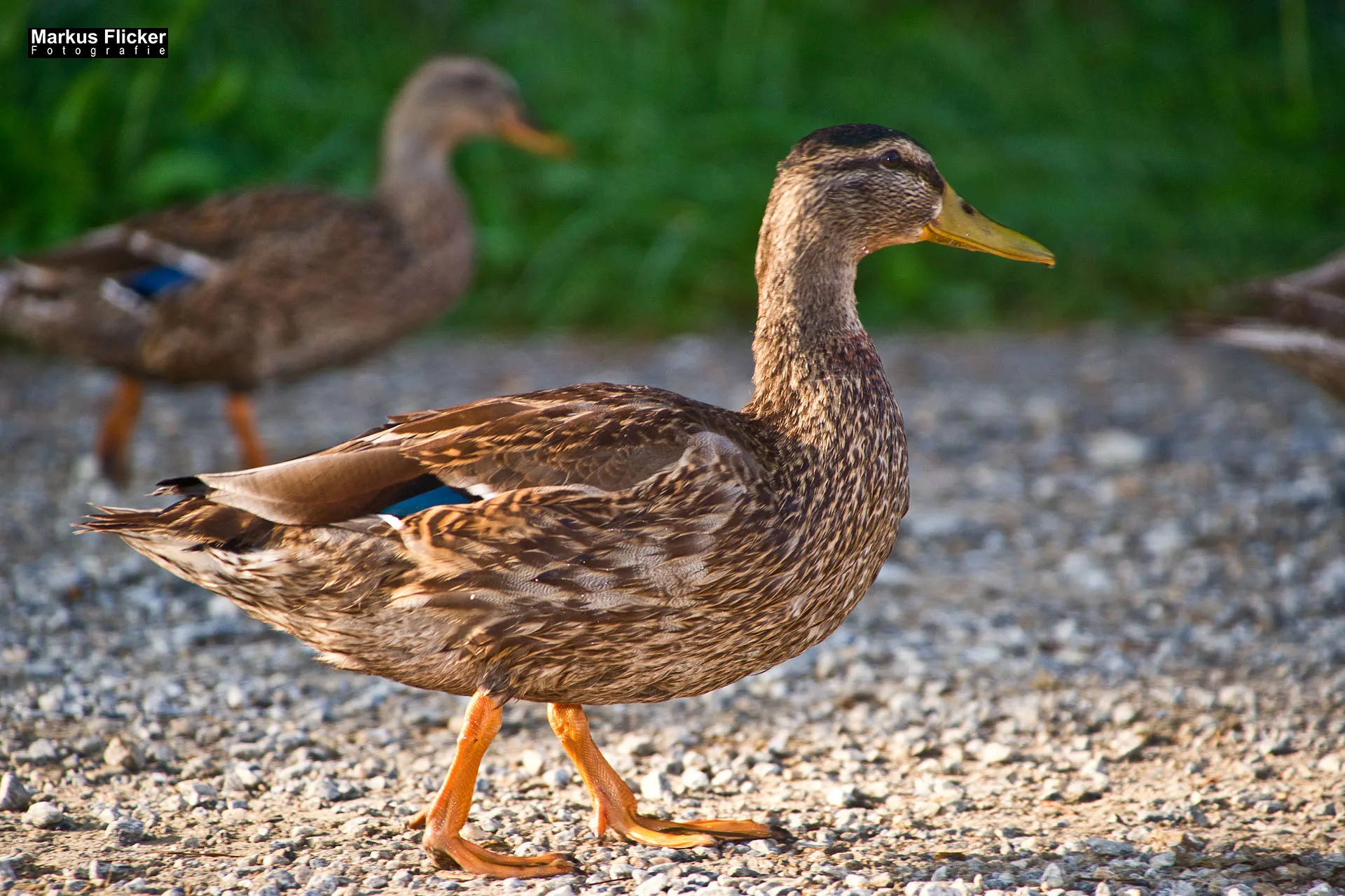 Flora Fauna Landscape Street Travel Photography Portfolio