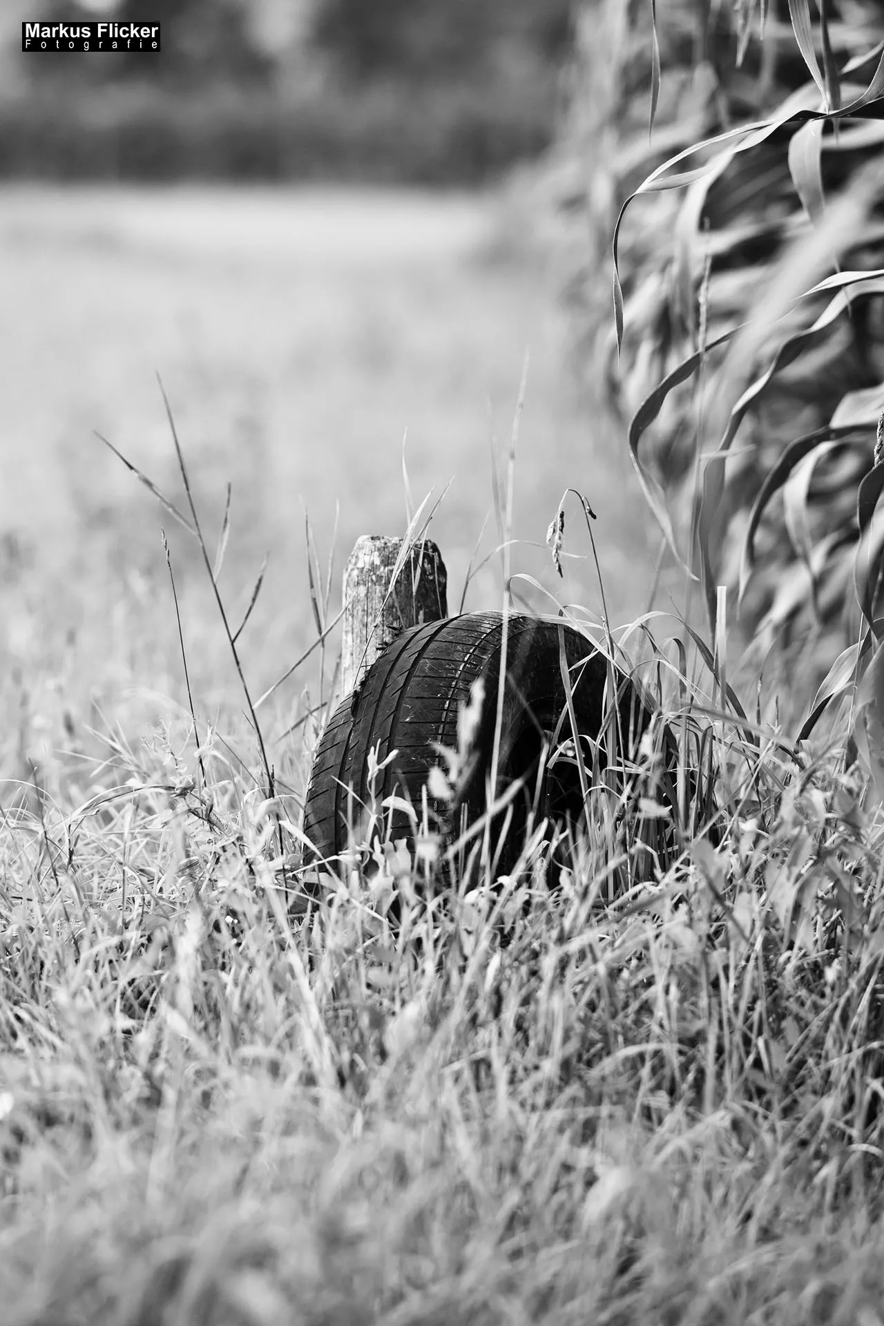 Flora Fauna Landscape Street Travel Photography Portfolio