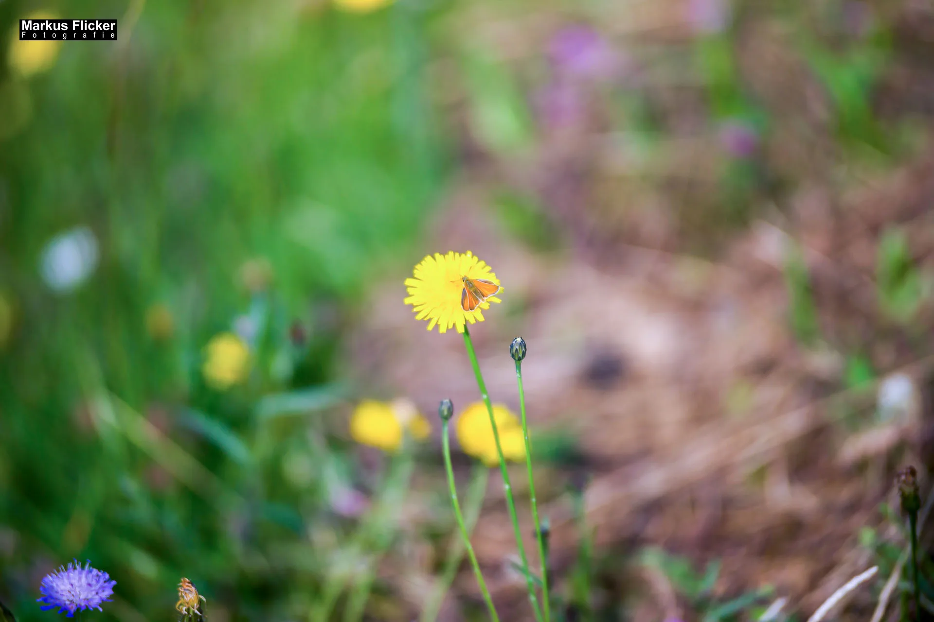 Flora Fauna Landscape Street Travel Photography Portfolio