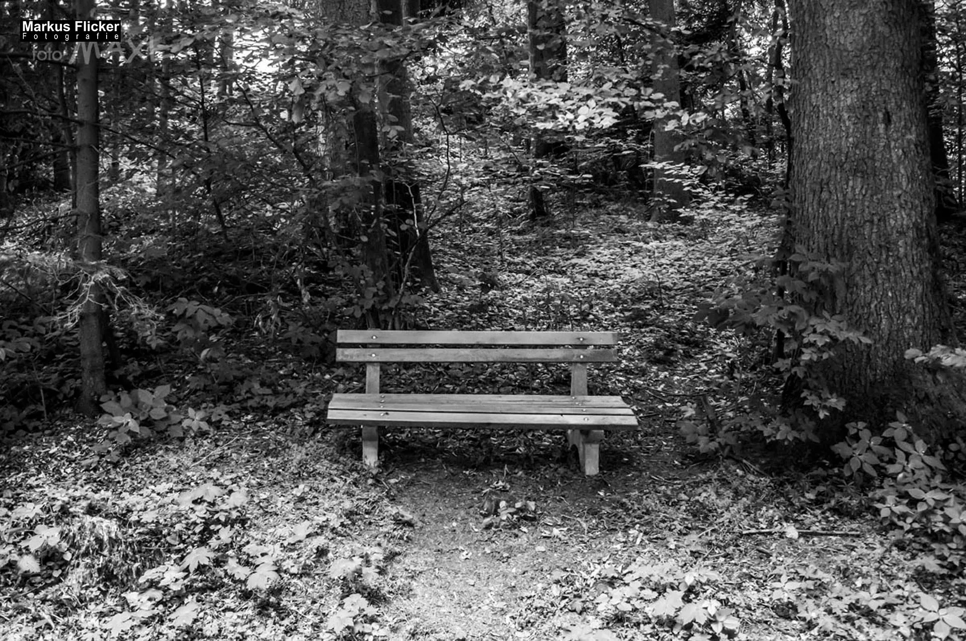 Flora Fauna Landscape Street Travel Photography Portfolio