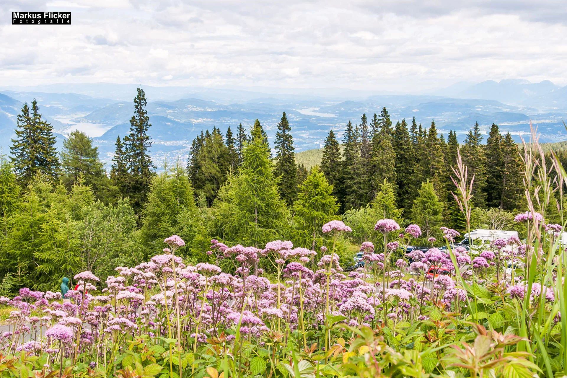 Flora Fauna Landscape Street Travel Photography Portfolio