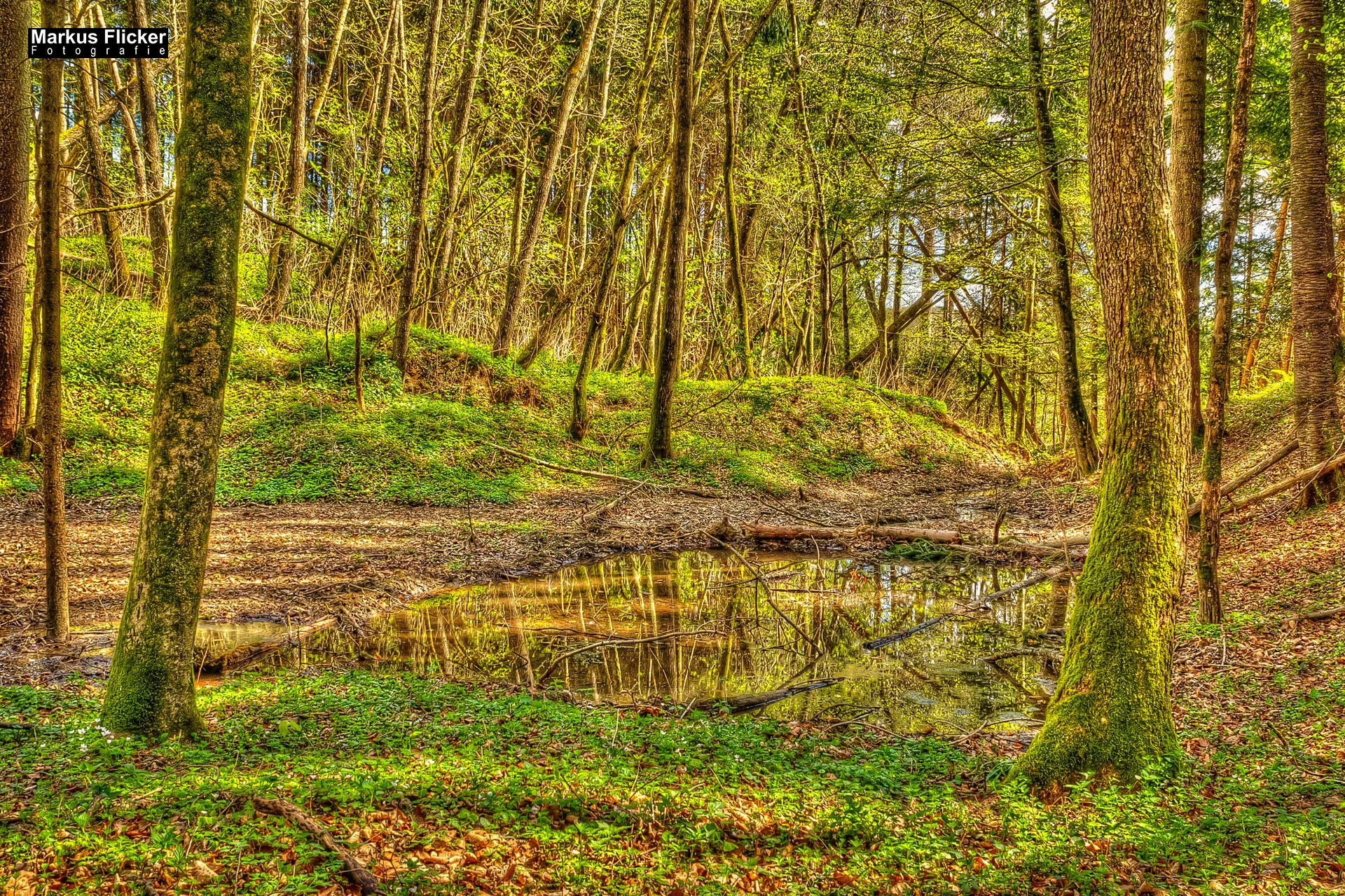 Flora Fauna Landscape Street Travel Photography Portfolio