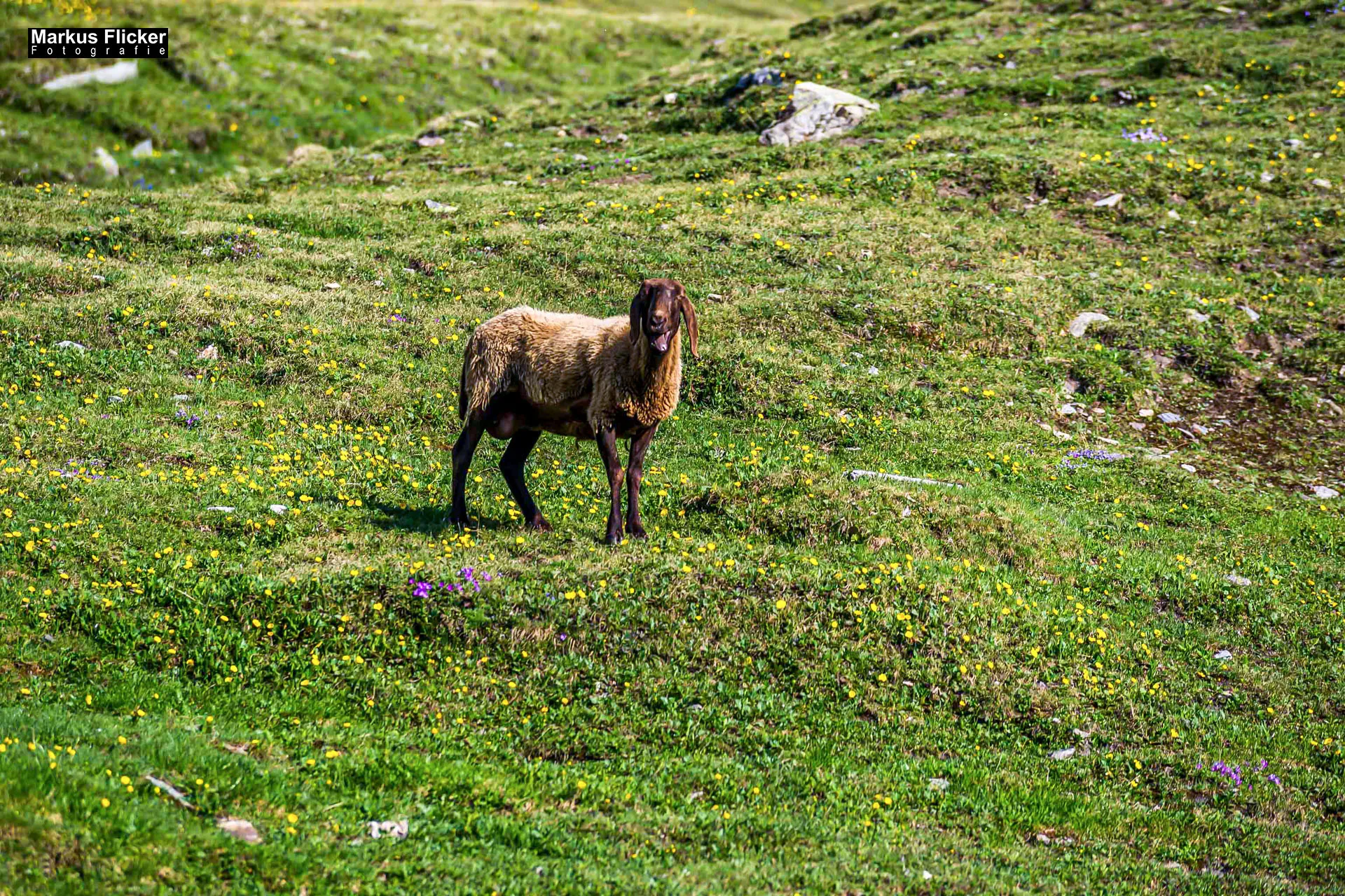 Flora Fauna Landscape Street Travel Photography Portfolio