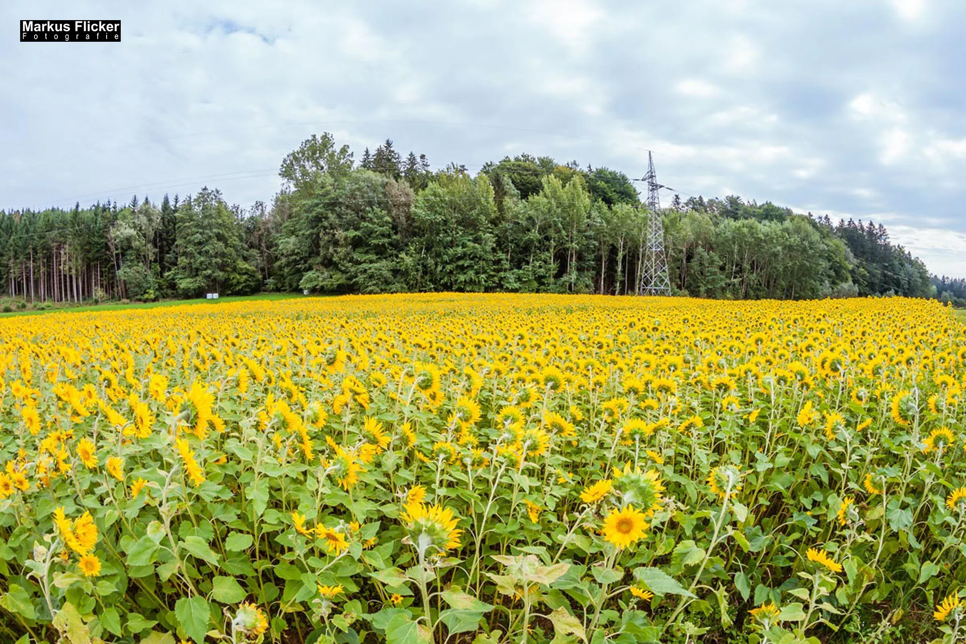 Flora Fauna Landscape Street Travel Photography Portfolio