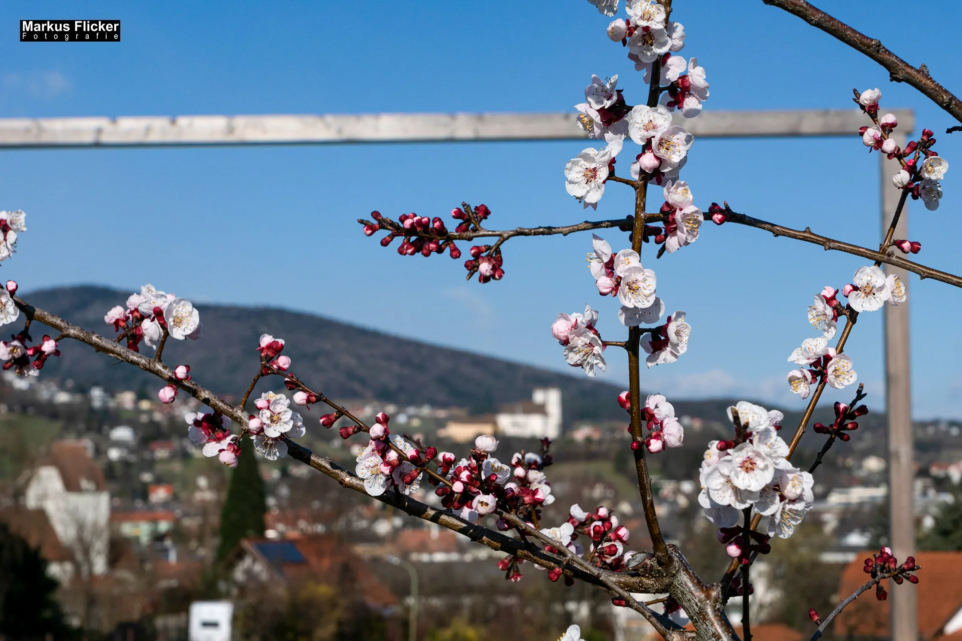 Flora Fauna Landscape Street Travel Photography Portfolio
