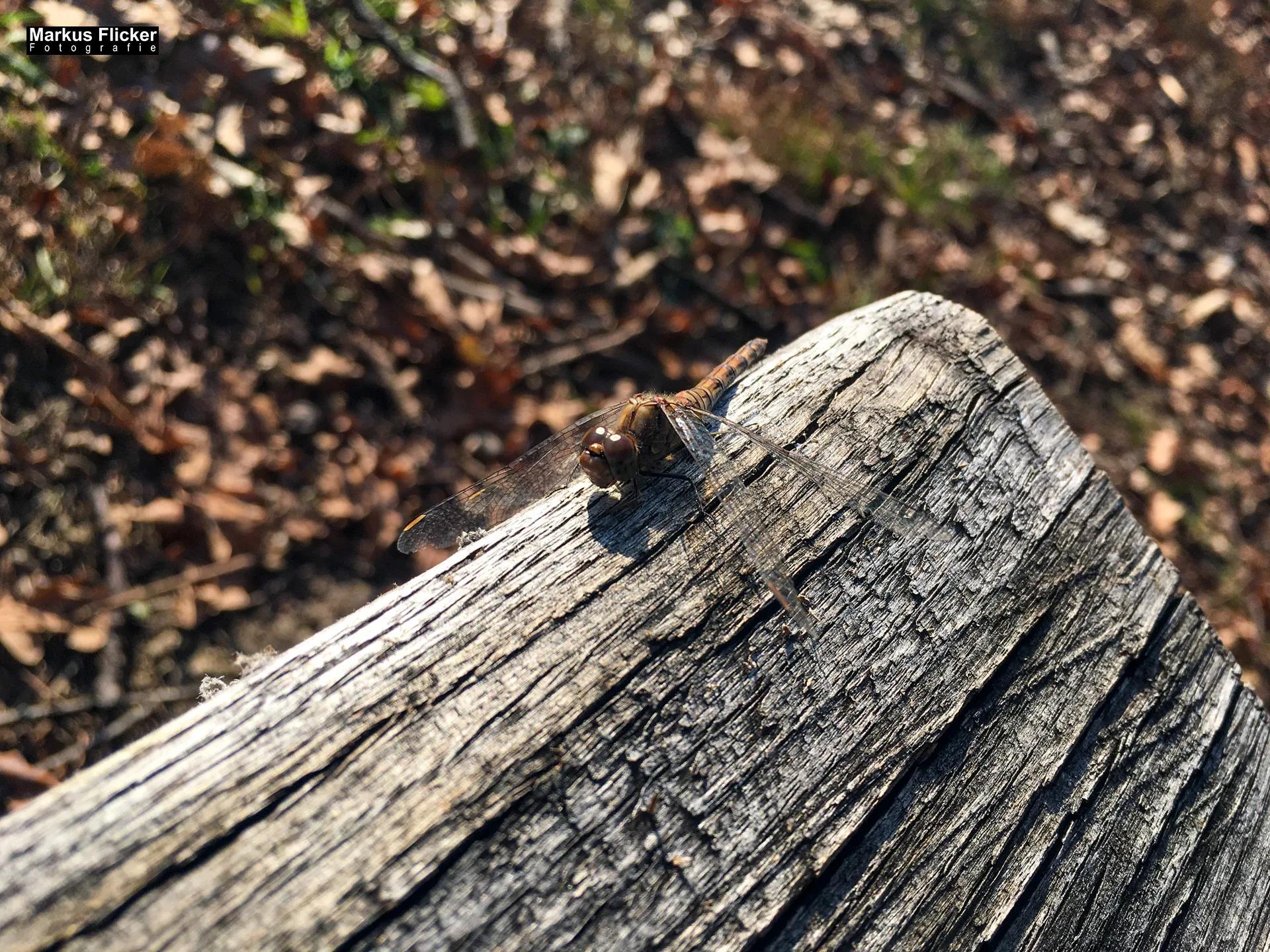 Flora Fauna Landscape Street Travel Photography Portfolio