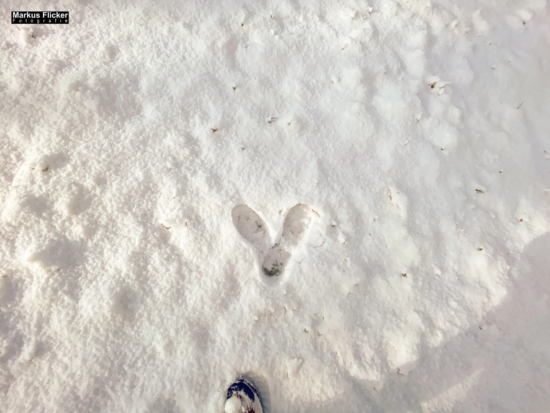 Winter Schnee Fotos Natur mit Smartphone oder Profi Kamera in der Steiermark Landschaftsfotos Österreich