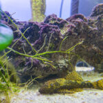 Quicktipp #23 Fische im Aquarium #SmartphoneFotografieBuch