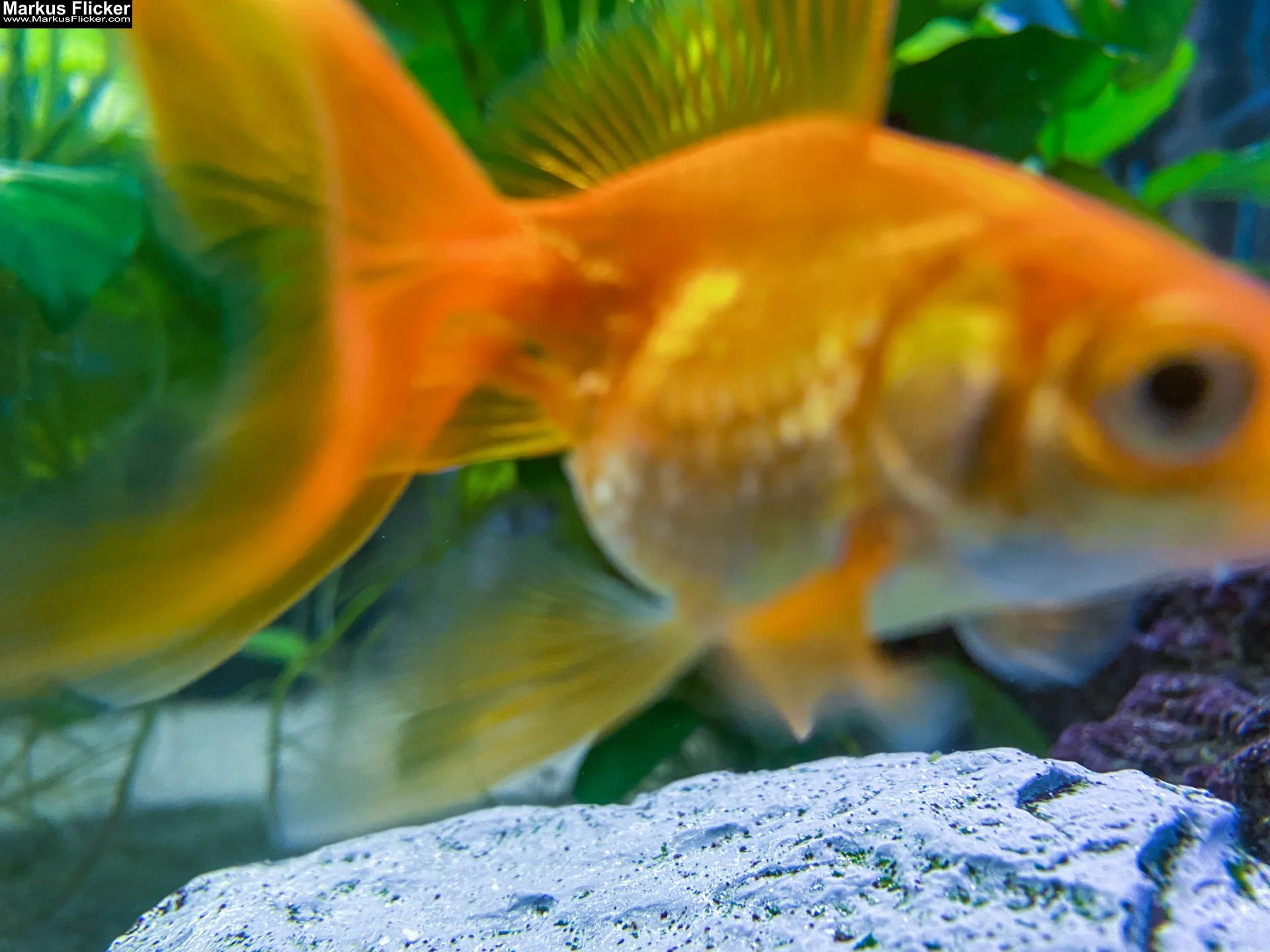 Fische im Aquarium durch Glas fotografieren und filmen. Tipps mit dem Smartphone durch eine Glasscheibe aufnehmen