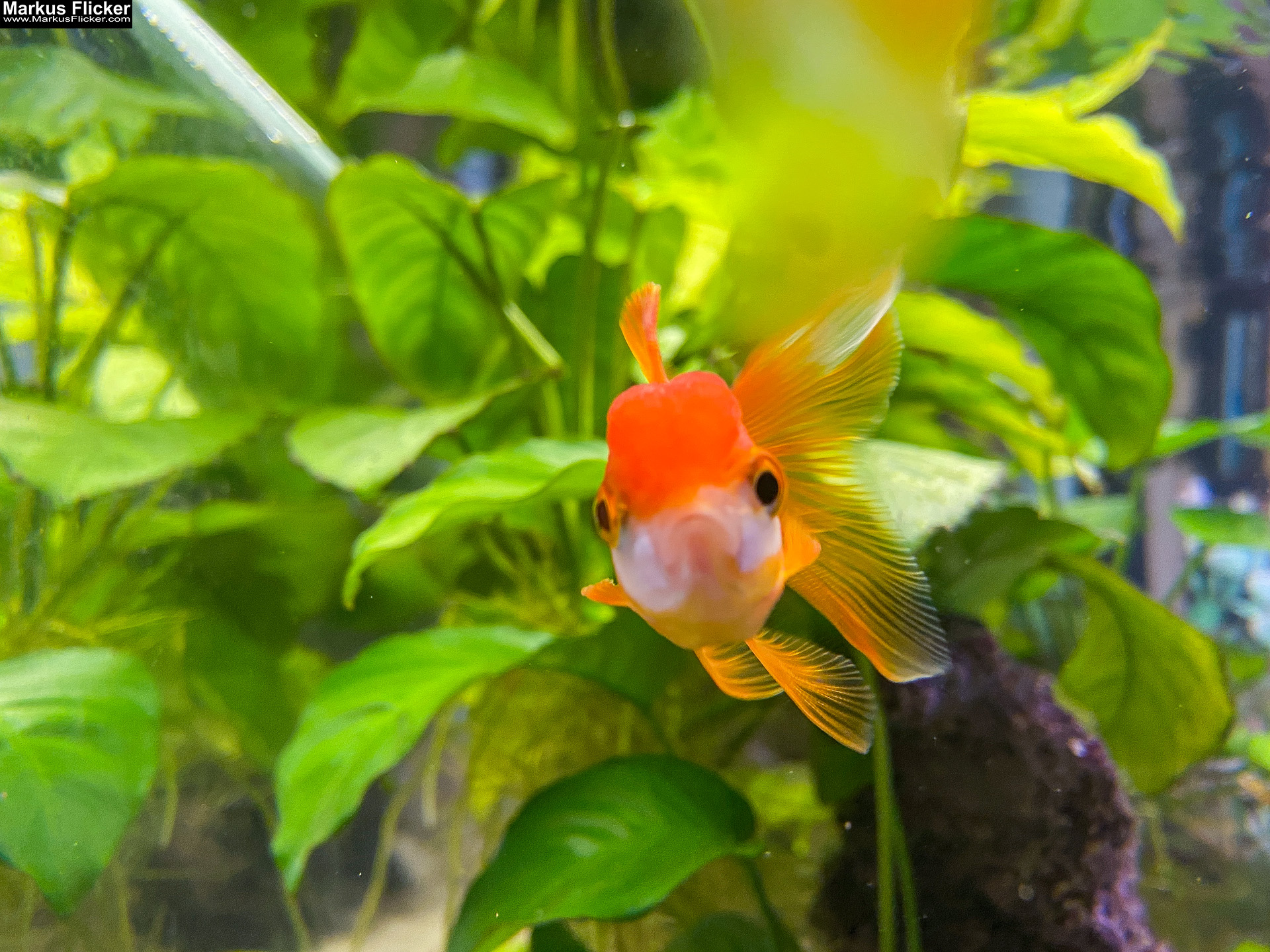 Fische im Aquarium durch Glas fotografieren Tipps mit dem Smartphone durch Glasscheibe