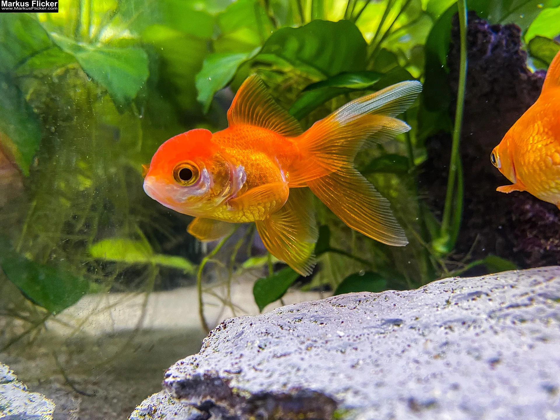 Fische im Aquarium durch Glas fotografieren und filmen. Tipps mit dem Smartphone durch eine Glasscheibe aufnehmen