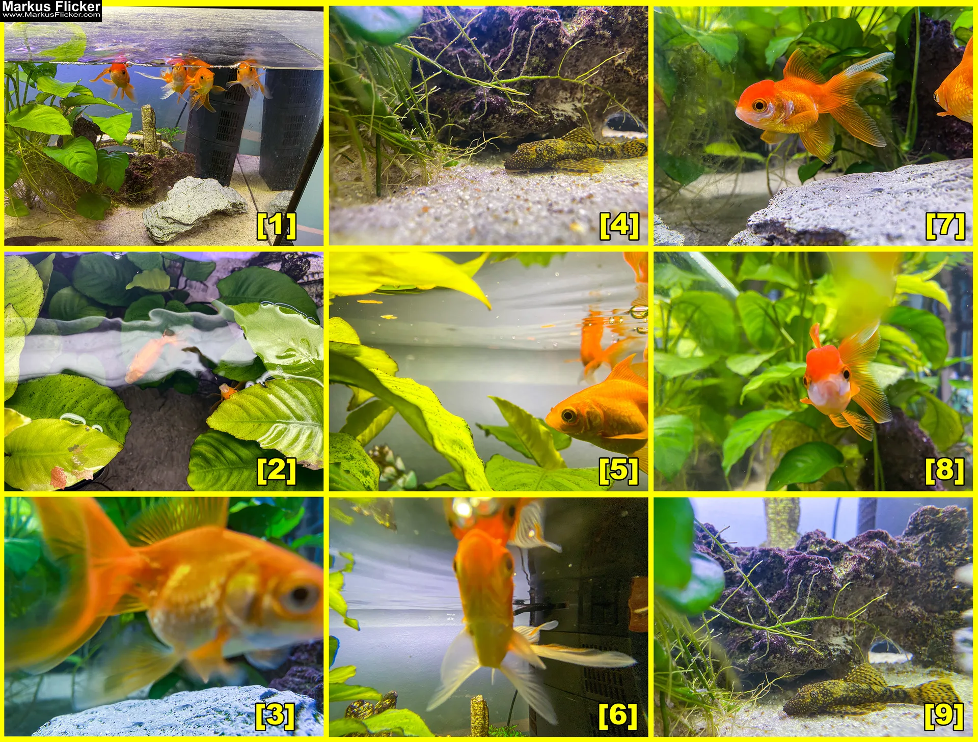 Fische im Aquarium durch Glas fotografieren und filmen. Tipps mit dem Smartphone durch eine Glasscheibe aufnehmen