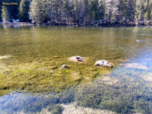 Grüner See und Kreuzteich Oberort Tragöß Steiermark Österreich #visitstyria #visitaustria