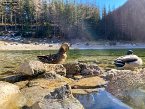 Grüner See und Kreuzteich Oberort Tragöß