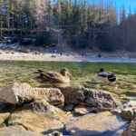 Grüner See und Kreuzteich Oberort Tragöß