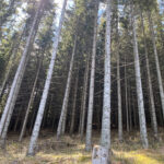 Spaziergang mit dem Handy // Plankogl Rundwanderweg Sommeralm Almenland Steiermark Österreich